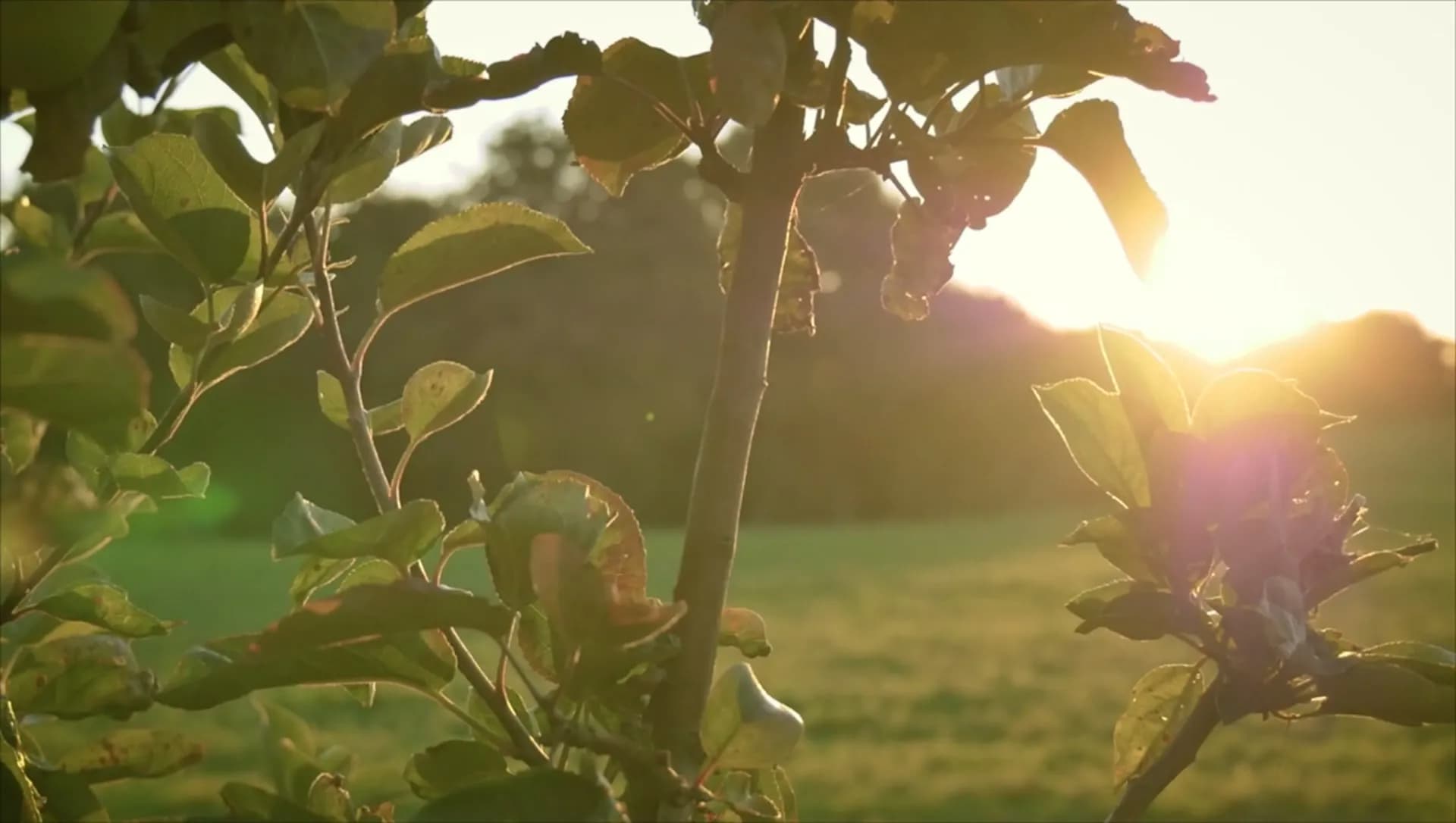 Cidrerie Nicol — Fabrication artisanale de cidres bretons
