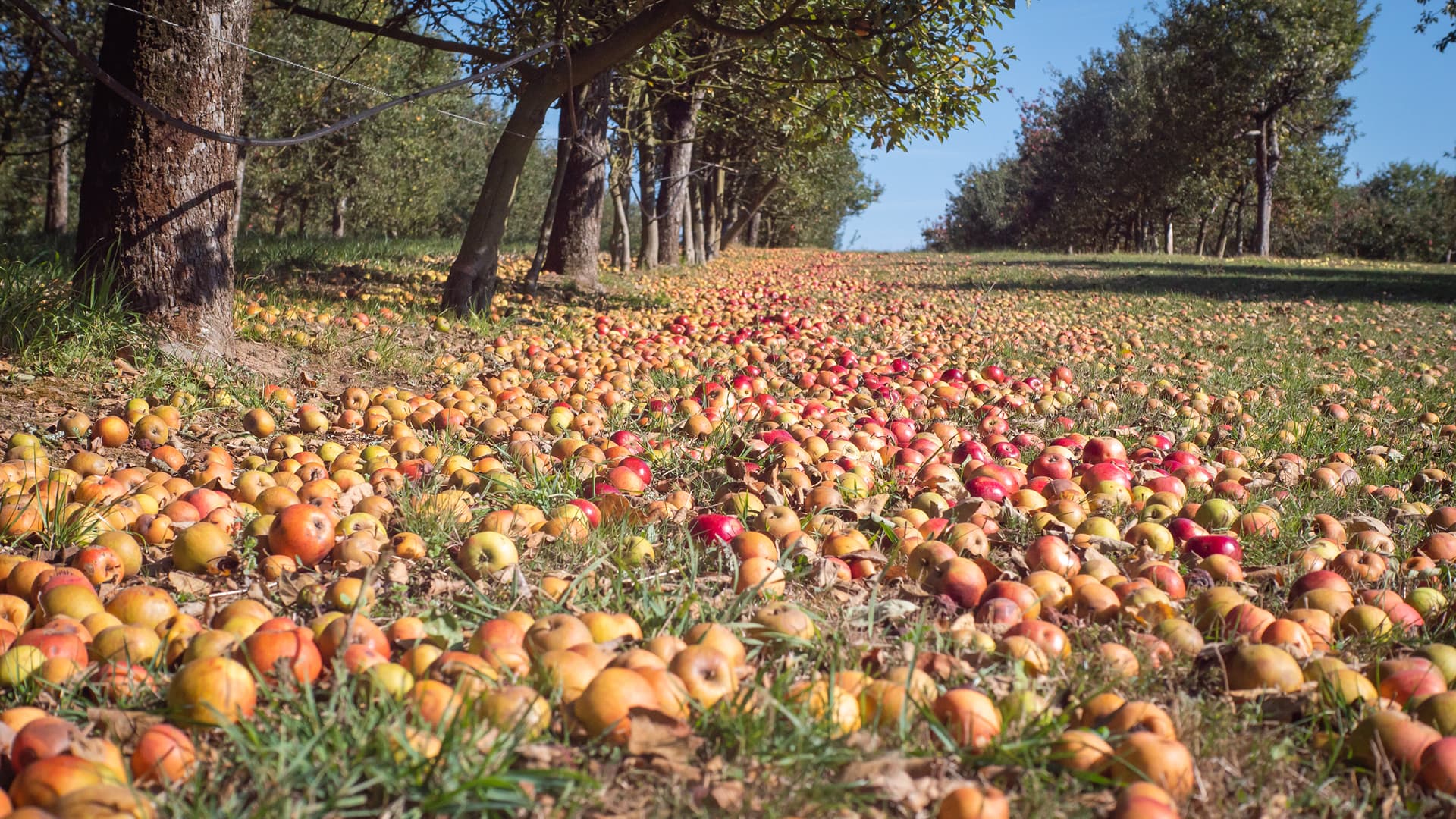 Récolte 2025 : une très bonne année pour les pommes à cidre du Morbihan